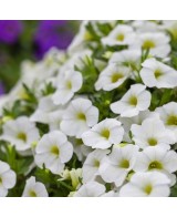 Calibrachoa - Flores Vibrantes y Fácil Cuidado para Jardines y Balcones

