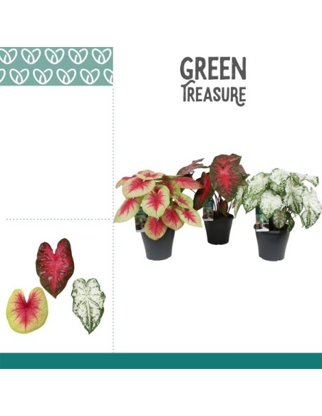 CALADIUM MIX M23