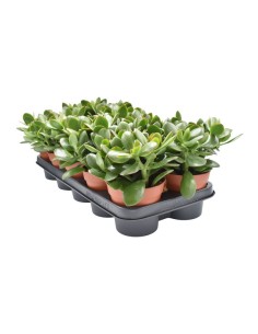 CRASSULA OV SUNSET M15