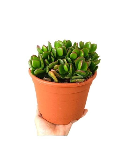 CRASSULA OVATA M17