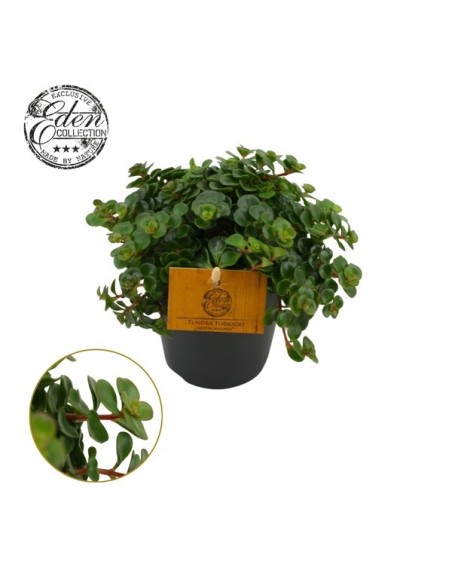 Sedum Mak Kosmoje suculenta resistente fácil cuidado para interiores y exteriores