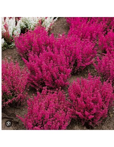 ERICA GRACILLIS M12 ROJO