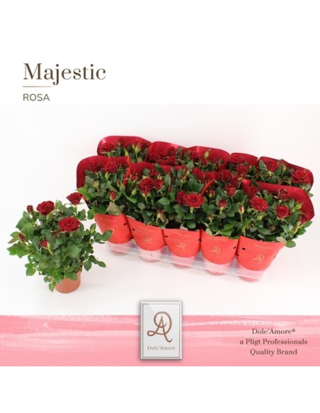 ROSA KORDANA SCARLET MERCEDES M12 ROJO