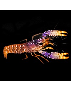 ENOPLOMETOPUS DAUMI LG - PINK LOBSTER
