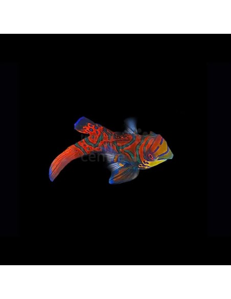 SYNCHIROPUS SPLENDIDUS M