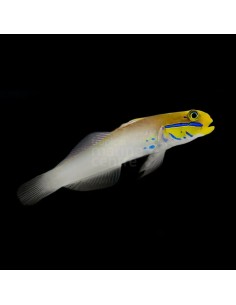 VALENCIAENEA STRIGATA AFRICA M