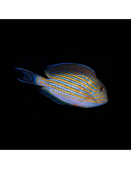 ACANTHURUS LINEATUS ME