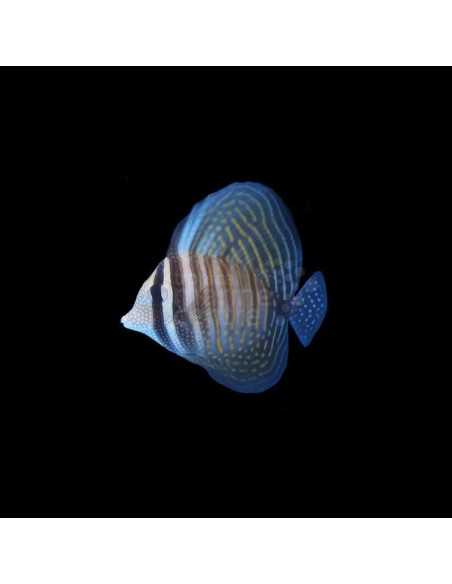 ZEBRASOMA DESJARDINI SM