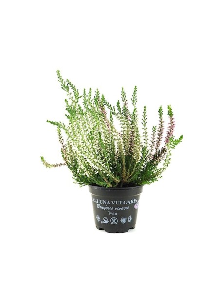 CALLUNA VULGARIS