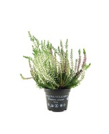 CALLUNA VULGARIS