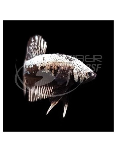 BETTA MACHO PLAKAT MEDIA LUNA SAMURAI NEGRO 4-5CM