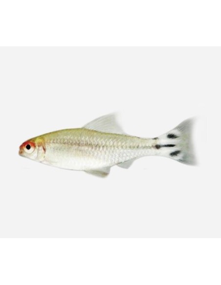 HEMIGRAMMUS RHODOSTOMUS 3 CM