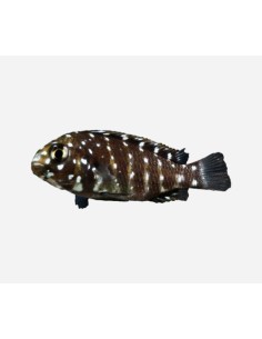 TROPHEUS DUBOISI 2-3CM