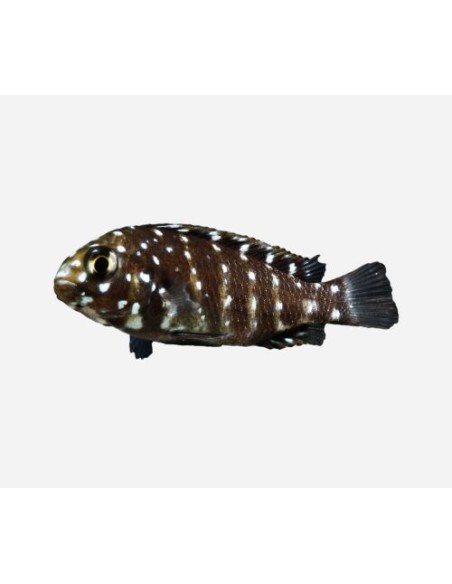 TROPHEUS DUBOISI 2-3CM