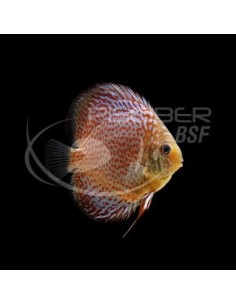 DISCO LEOPARDO 6-7CM