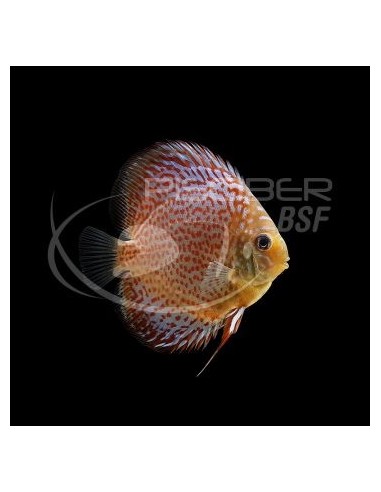 DISCO LEOPARDO 6-7CM