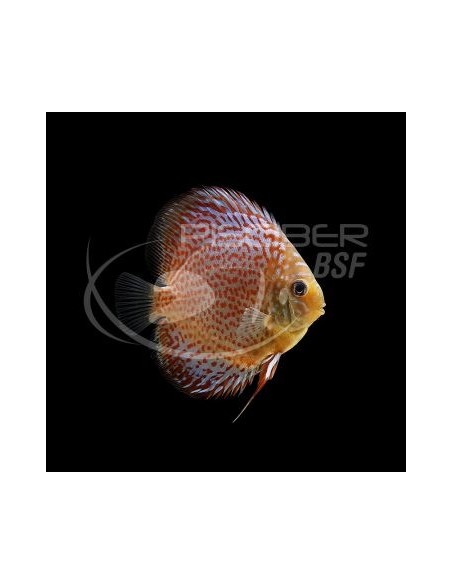 DISCO LEOPARDO 6-7CM