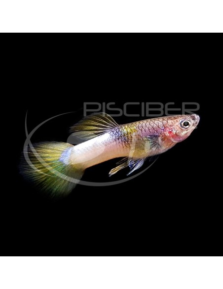 GUPPY MACHO AVISPA 2,5-3CM