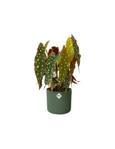 MACETA B. FOR SOFT REDONDO 16CM VERDE 2