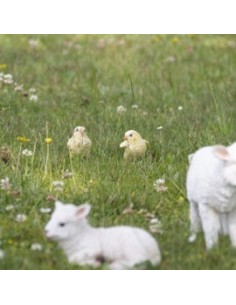 Figura Pollitos Decorativa Realista para Hogar Jardín y Espacios Interiores 2