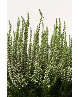 CALLUNA VULGARIS