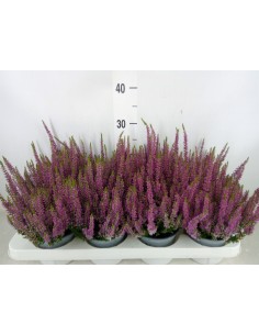 CALLUNA
