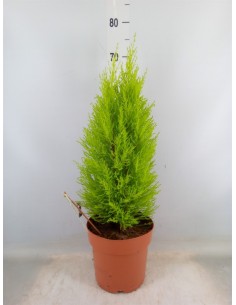 CUPRESSUS MACR GOLDCREST WILMA w