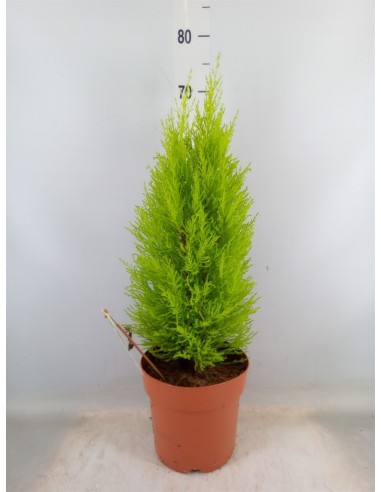 CUPRESSUS MACR GOLDCREST WILMA w M14