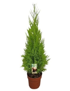 CUPRESSUS MACR GOLDCREST WILMA w 2
