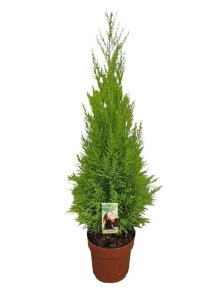 CUPRESSUS MACR GOLDCREST WILMA w