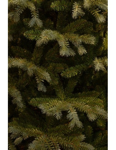 Pino Ardley Verde 230 cm - Árbol de Navidad Realista y Frondoso
