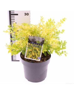 LIGUSTRUM OVAL "LEMON AND LIME"