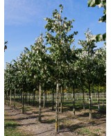 TILIA TOMENTOSA C25