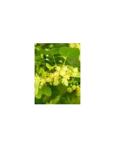 TILIA PLATIPHILLOS C25