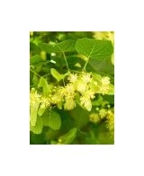 TILIA PLATIPHILLOS C25
