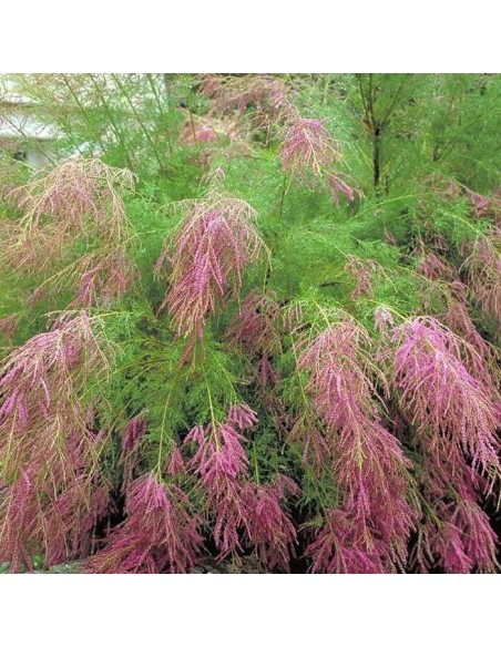 TAMARIX RAMOSISSIMA RUBRA C25