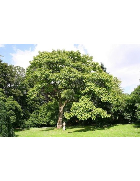 PAULOWNIA TOMENTOSA IMPERIALIS C25