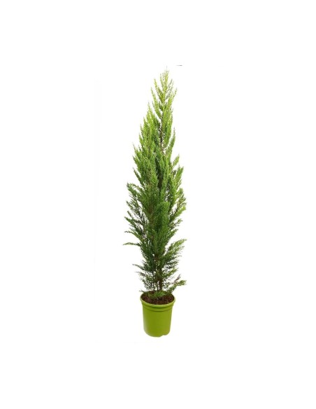 CUPRESSUS MACROCARPA GOLDCREST C25