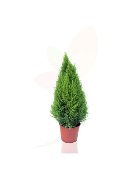 CUPRESSUS MACROCARPA GOLDCREST C25