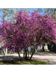 CERCIS SILIQUASTRUM C25 2