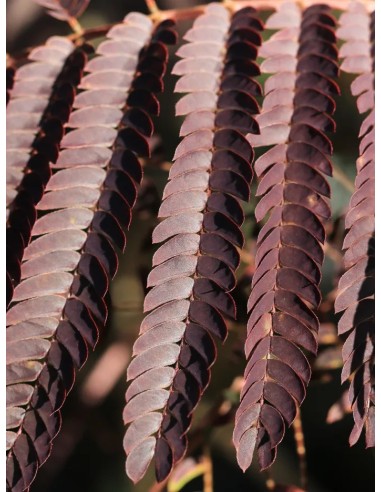 ALBIZIA JULIBRISSIN SUMMER CHOCOLATE C25
