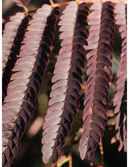 ALBIZIA JULIBRISSIN SUMMER CHOCOLATE C25