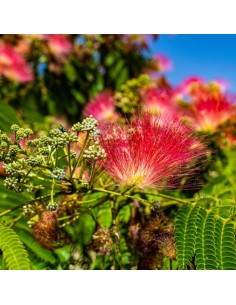 ALBIZIA JULIBRISSIN ROUGE DE TULLERIE C25