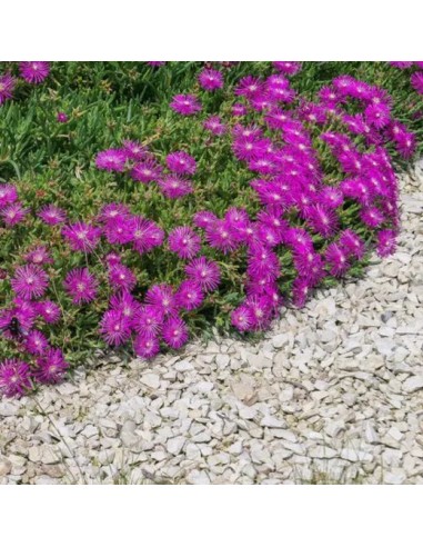 DIANTHUS CORSICUS 2.5L