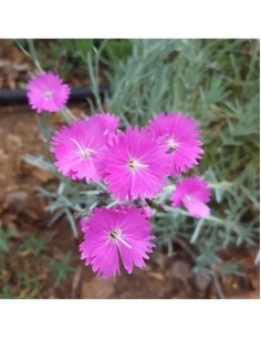 DIANTHUS CORSICUS 2.5L