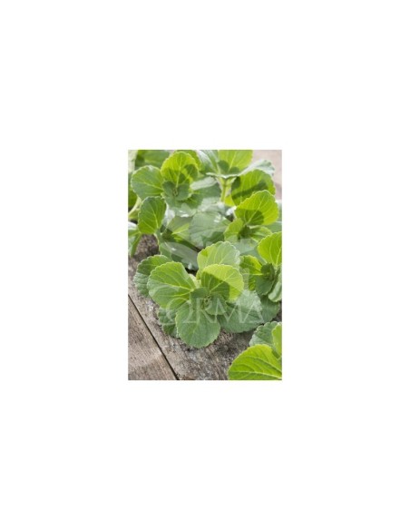 PLECTRANTHUS AUSTRALIS M13