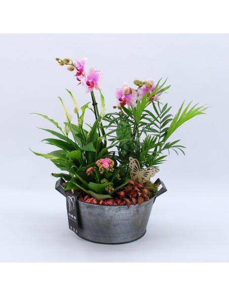 COMPO PHALAENOPSIS PHAL 2537RZ M23 composición floral para orquídeas decoración interior y invernaderos