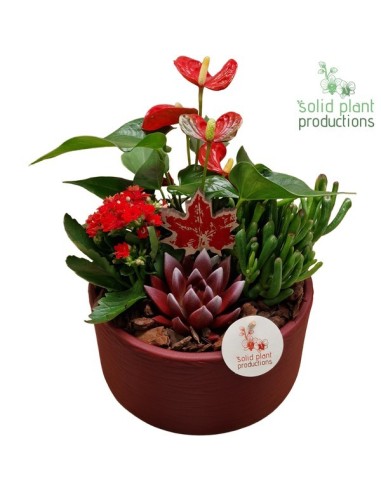 Composición Floral COMPO PLANTS MIX SE004 STELLA RD M22 Decoración Jardines Interiores Terrazas