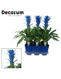 Guzmania Ocean Blue en Cerámica M14 Azul Planta Tropical Decorativa