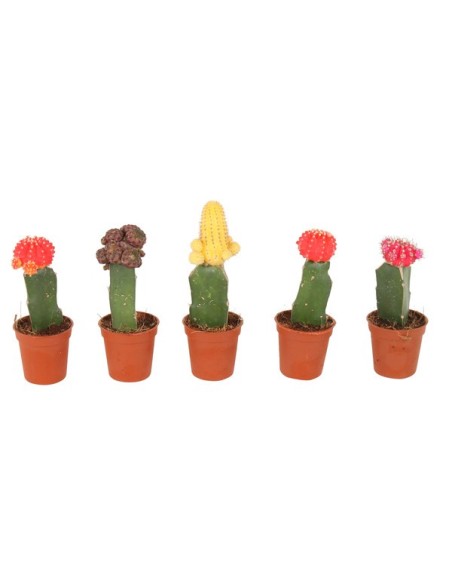 GYMNOCALYCIUM MIH. JAPAN Planta Suculenta Compacta y Decorativa para Interiores y Jardines